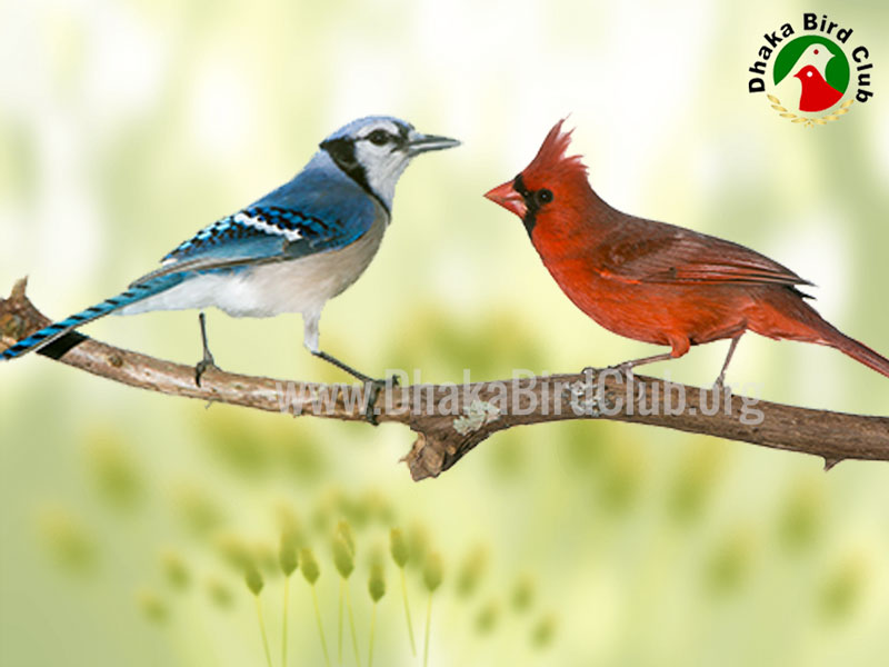 ঢাকা বার্ড ক্লাব এর সদস্য হওয়ার সুযোগ গ্রহণ করুন।